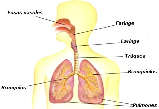 Dibujo del sistema respiratorio con todos sus nombres - Imagui