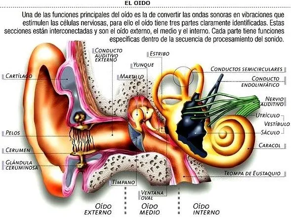 Dibujo de un oido humano con sus partes para dibujar - Imagui