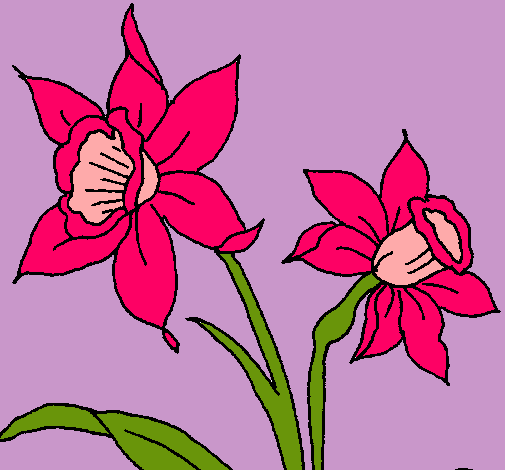 Flor de orquidea dibujo - Imagui