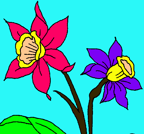 Flor de orquidea dibujo - Imagui