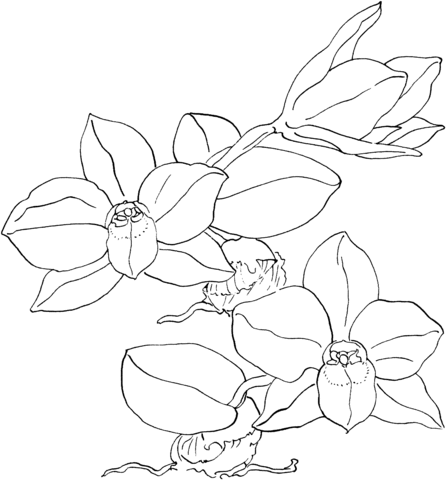 Dibujo de Orquídea Sophronitis Cernua para colorear | Dibujos para ...
