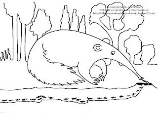 Dibujo de un oso hormiguero para imprimir y colorear! para niños