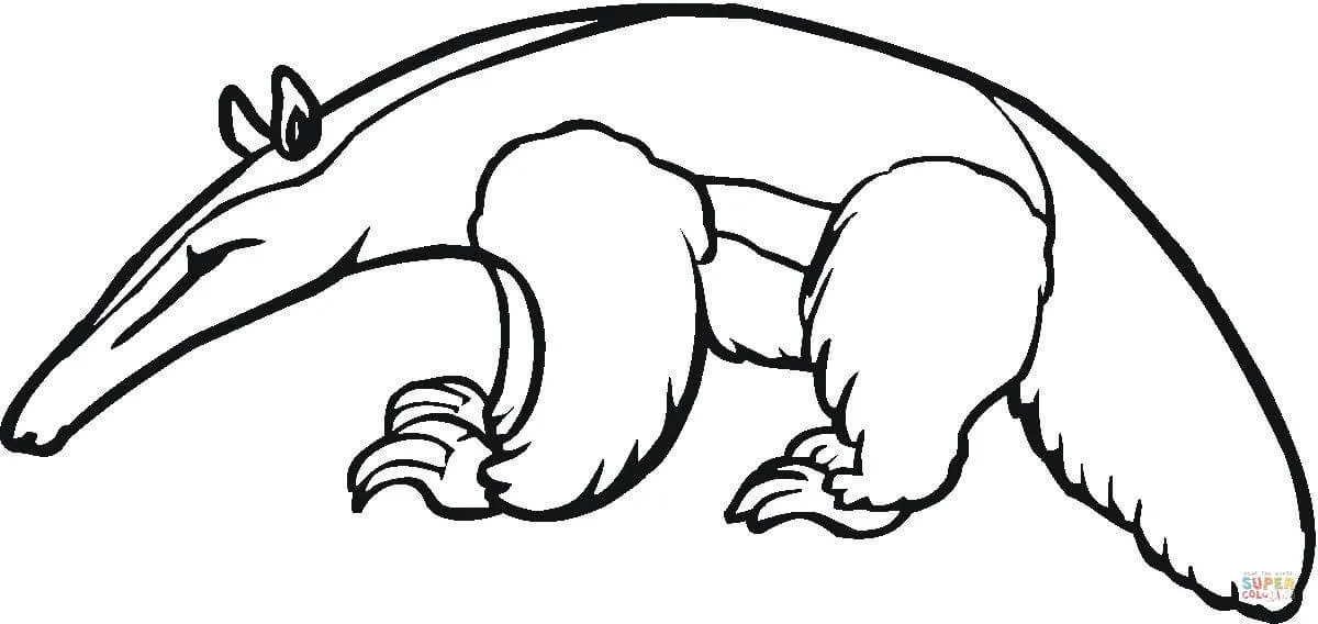Dibujo de Oso hormiguero joven para colorear | Dibujos para ... Dibujo de Oso hormiguero joven para colorear | Dibujos para ...