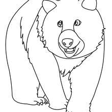Dibujo de un oso para pintar