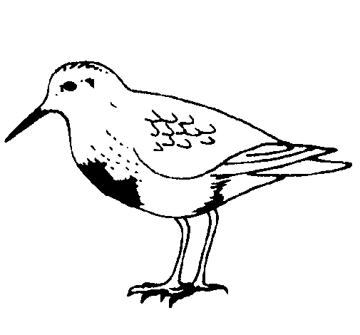 Dibujo de Pájaro para Colorear - Dibujos.net