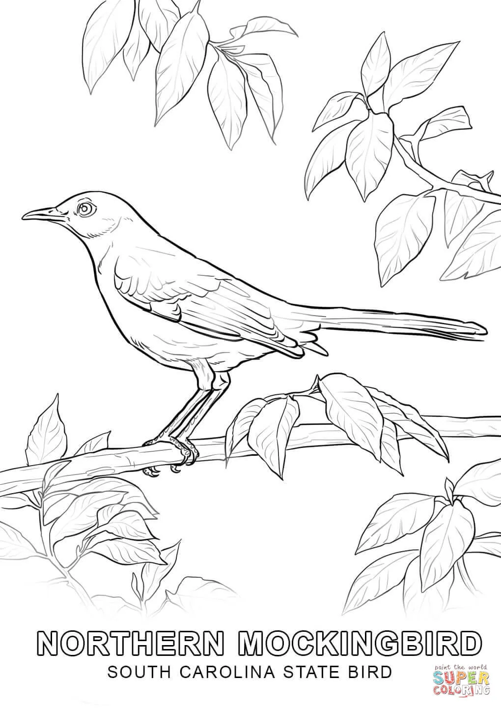 Dibujo de Pájaro Nacional de Carolina del Sur para colorear | Dibujos para  colorear imprimir gratis