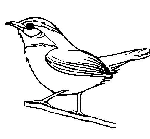 Dibujo de Pájaro silvestre para Colorear - Dibujos.net