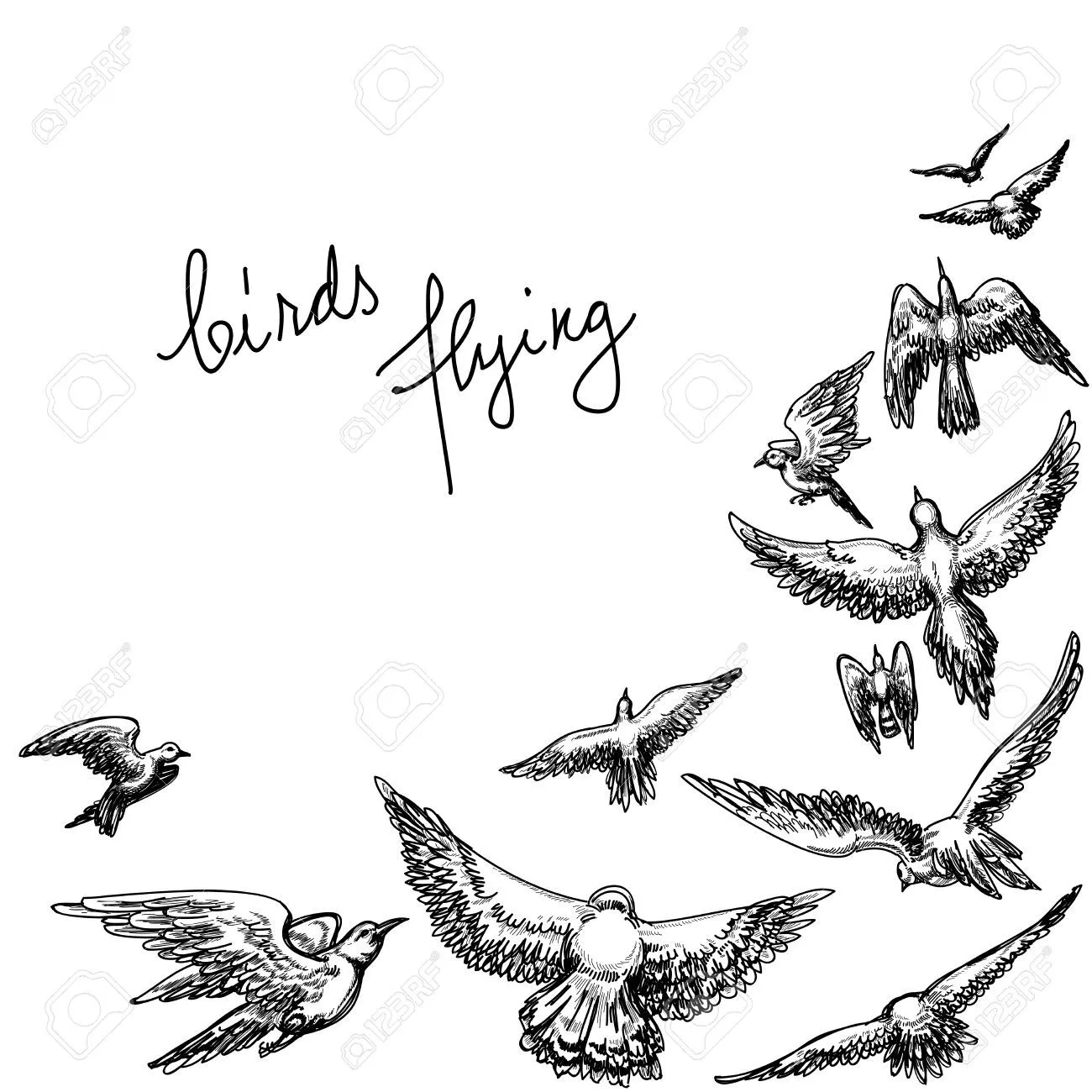 Dibujo De Palomas Imágenes De Archivo, Vectores, Dibujo De Palomas ... Dibujo De Palomas Imágenes De Archivo, Vectores, Dibujo De Palomas ...