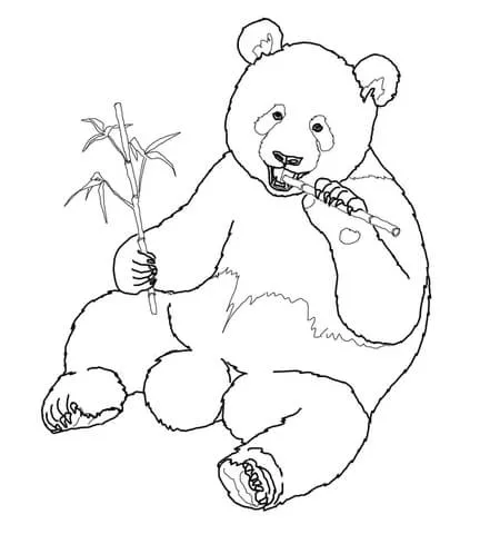 Dibujo de Panda Gigante Comiendo Bambú para colorear | Dibujos ...