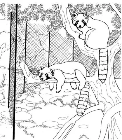 Dibujo de Pandas Rojos en el Zoológico para colorear | Dibujos ...