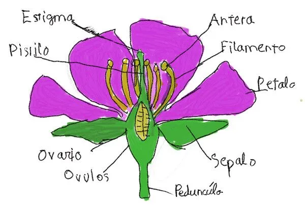 La flor y sus partes dibujo - Imagui