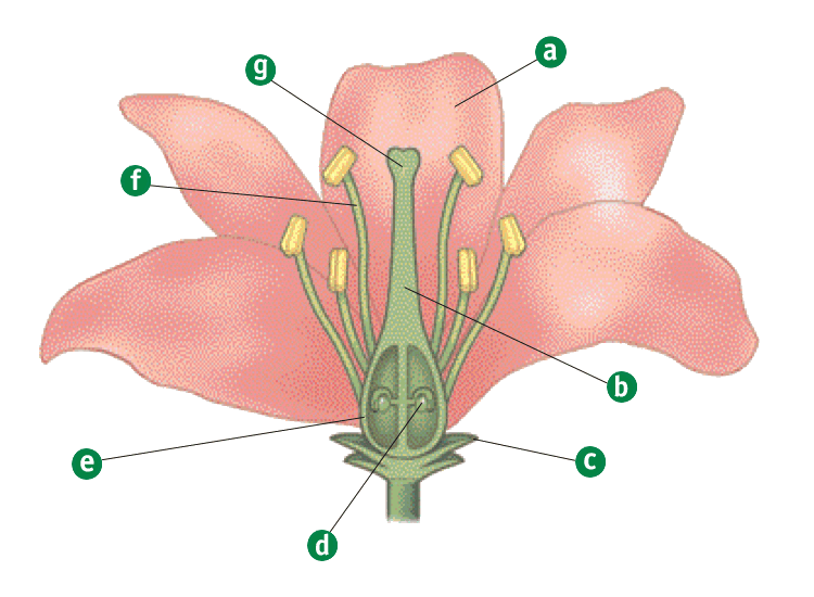 Dibujos de una flor que indique sus partes - Imagui