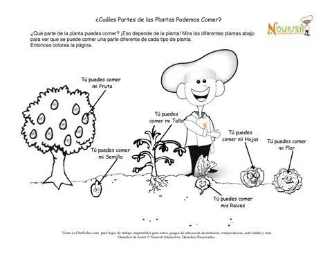 La planta y sus partes para colorear para niños de primaria - Imagui