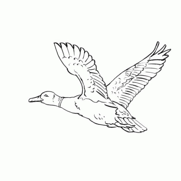 Dibujo de Pato volando. Dibujo para colorear de Pato volando ...