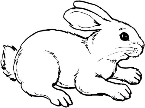 Dibujo de Pequeño conejo Jugando para colorear | Dibujos para ...