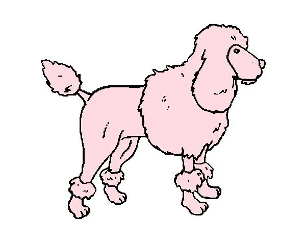 Dibujo de Poodle pintado por Flor2013 en Dibujos.net el día 24-07 ... Dibujo de Poodle pintado por Flor2013 en Dibujos.net el día 24-07 ...