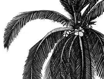 Dibujo Público: 181 Palmera Barra de Santiago Dibujo Público: 181 Palmera Barra de Santiago