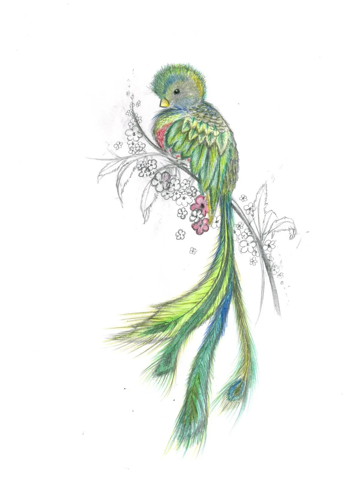 Dibujo de quetzal - Imagui