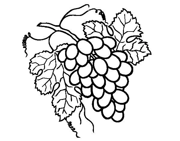 Dibujo de Racimo de uvas para Colorear - Dibujos.net