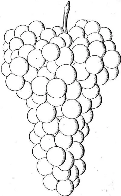 Dibujo de Racimo de uvas. Dibujo para colorear de Racimo de uvas ...