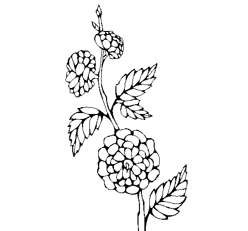 Dibujo de Rama con flores para Colorear - Dibujos.net