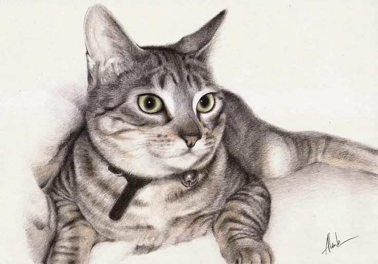 Dibujo realista de un gato | Ilustraciones | Pinterest | Dibujo