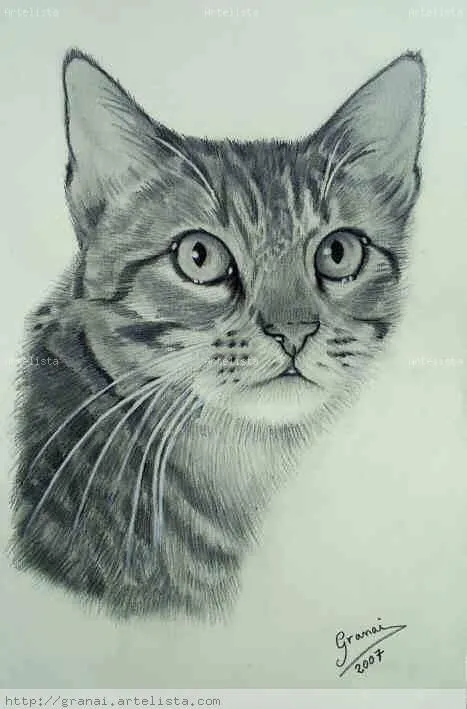 Dibujo de gatoa lapiz - Imagui