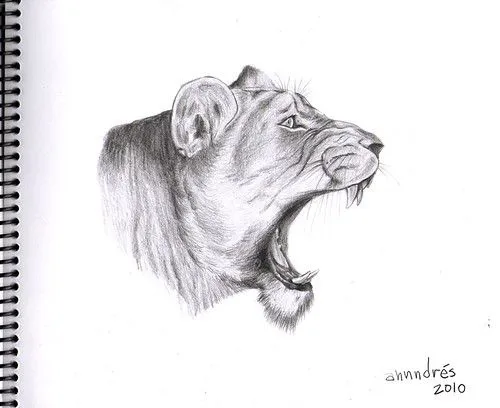 Dibujos de leones realistas - Imagui