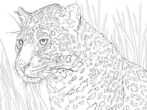 Dibujo de Retrato de un Jaguar para colorear | Dibujos para ...