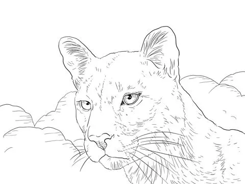 Dibujo de Retrato de un Puma para colorear | Dibujos para colorear ...