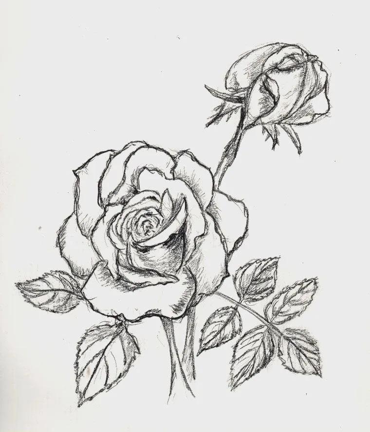 ... para ser la primera vez que dibujo una rosa puede decirse que se ... para ser la primera vez que dibujo una rosa puede decirse que se