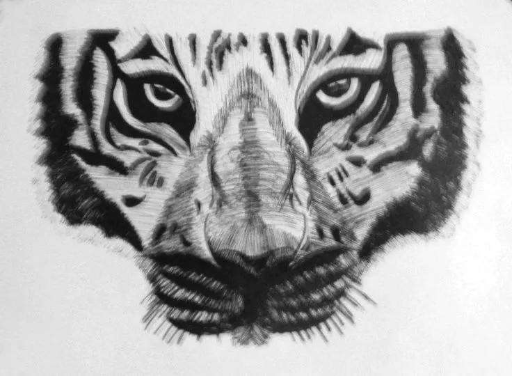 Dibujo del Rostro de un Tigre. Hecho a Tinta china. | Competencia ...
