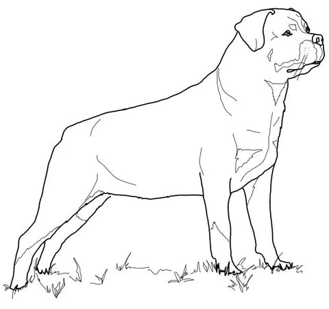Dibujo de Rottweiler para colorear | Dibujos para colorear ...