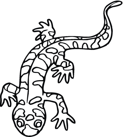 Dibujo de Salamandra Tigre para colorear | Dibujos para colorear ...