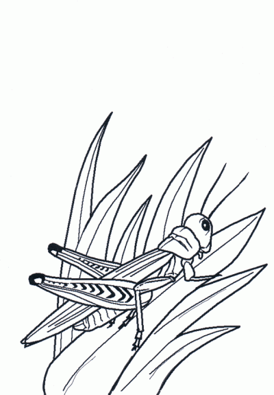 ... plantas. Dibujo para colorear de Saltamontes en las plantas. Dibujos ... plantas. Dibujo para colorear de Saltamontes en las plantas. Dibujos