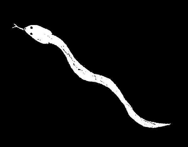 Dibujo de Serpiente venenosa para Colorear - Dibujos.net