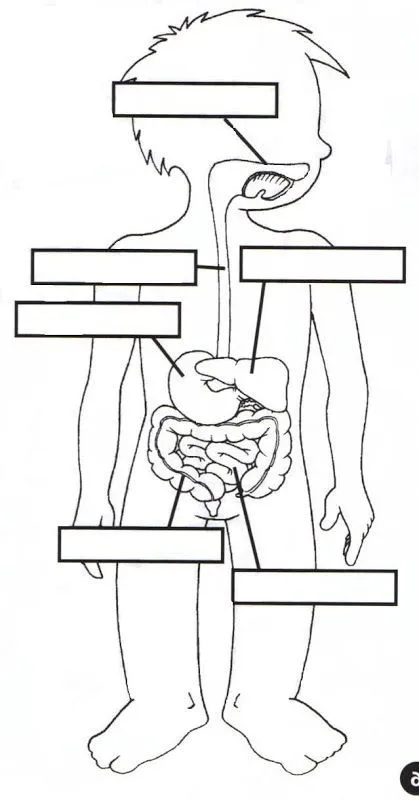dibujo del sistema digestivo para colorear - Ask.com Image Search ...