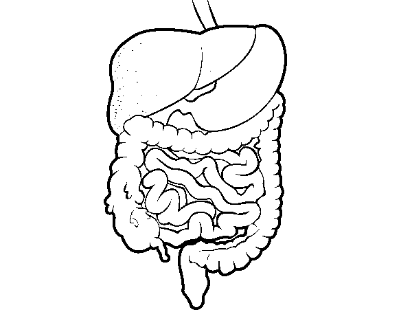 Dibujo de Sistema digestivo para Colorear - Dibujos.net