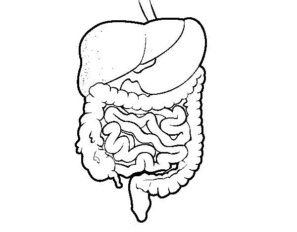 Dibujo de Sistema digestivo para Colorear - Dibujos.net