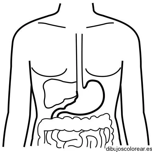 Dibujo del sistema digestivo | Dibujos para Colorear