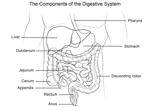 Dibujo de Sistema Digestivo humano para colorear | Dibujos para ...