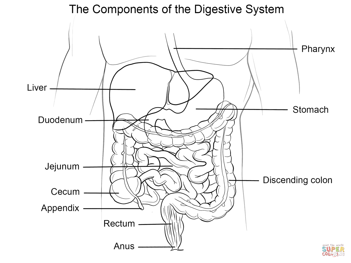 Dibujo de Sistema Digestivo humano para colorear | Dibujos para ...