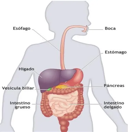 Dibujo del sistema digestivo para niños - Imagui