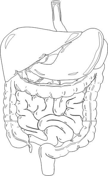 Imagenes del sistema digestivo para colorear - Imagui
