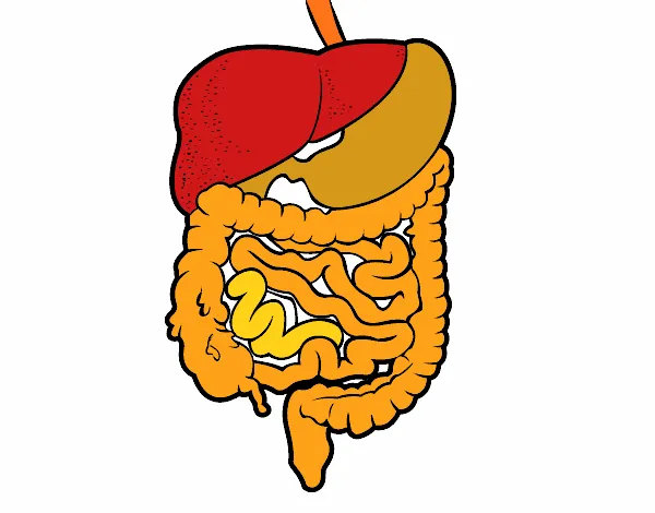 Dibujo de Sistema digestivo pintado por Tenochrey en Dibujos.net ...