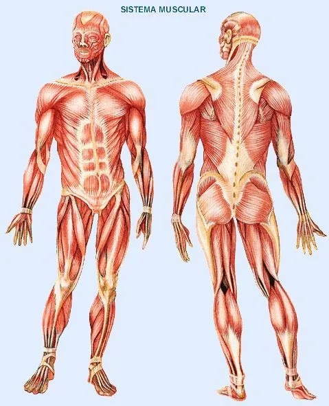 Dibujo del sistema muscular para colorear - Imagui