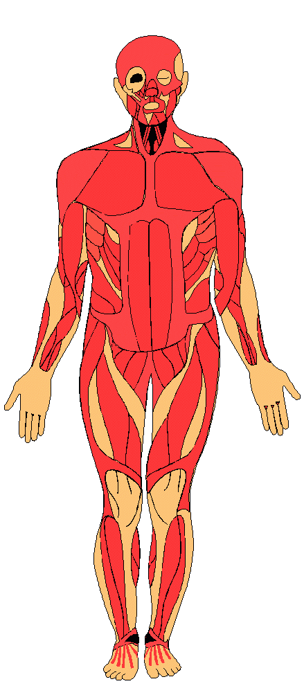 Dibujo del sistema muscular y sus partes - Imagui