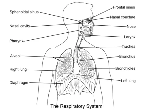 Dibujo de Sistema Respiratorio para colorear | Dibujos para ...