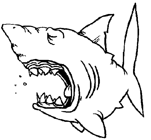 Dibujo de Tiburón 1 para Colorear - Dibujos.net