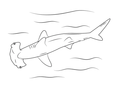 Dibujo de Tiburón Martillo para colorear | Dibujos para colorear ...